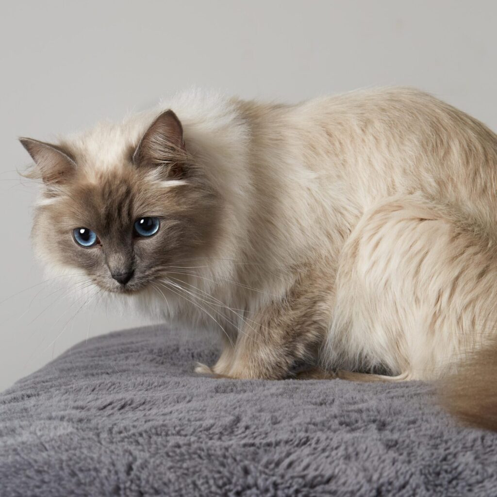 Our Cats – BLUEBELLS RAGDOLLS